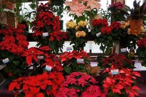 クリスマスと言えばポインセチアでしょ!!|「花泉」　（山形県寒河江市の花屋）のブログ